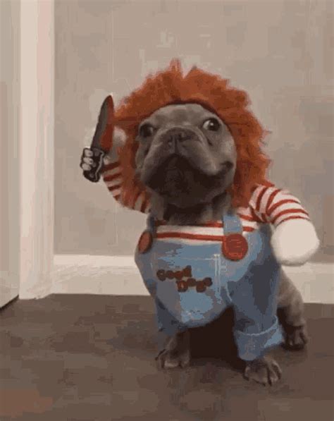 dog costume gif